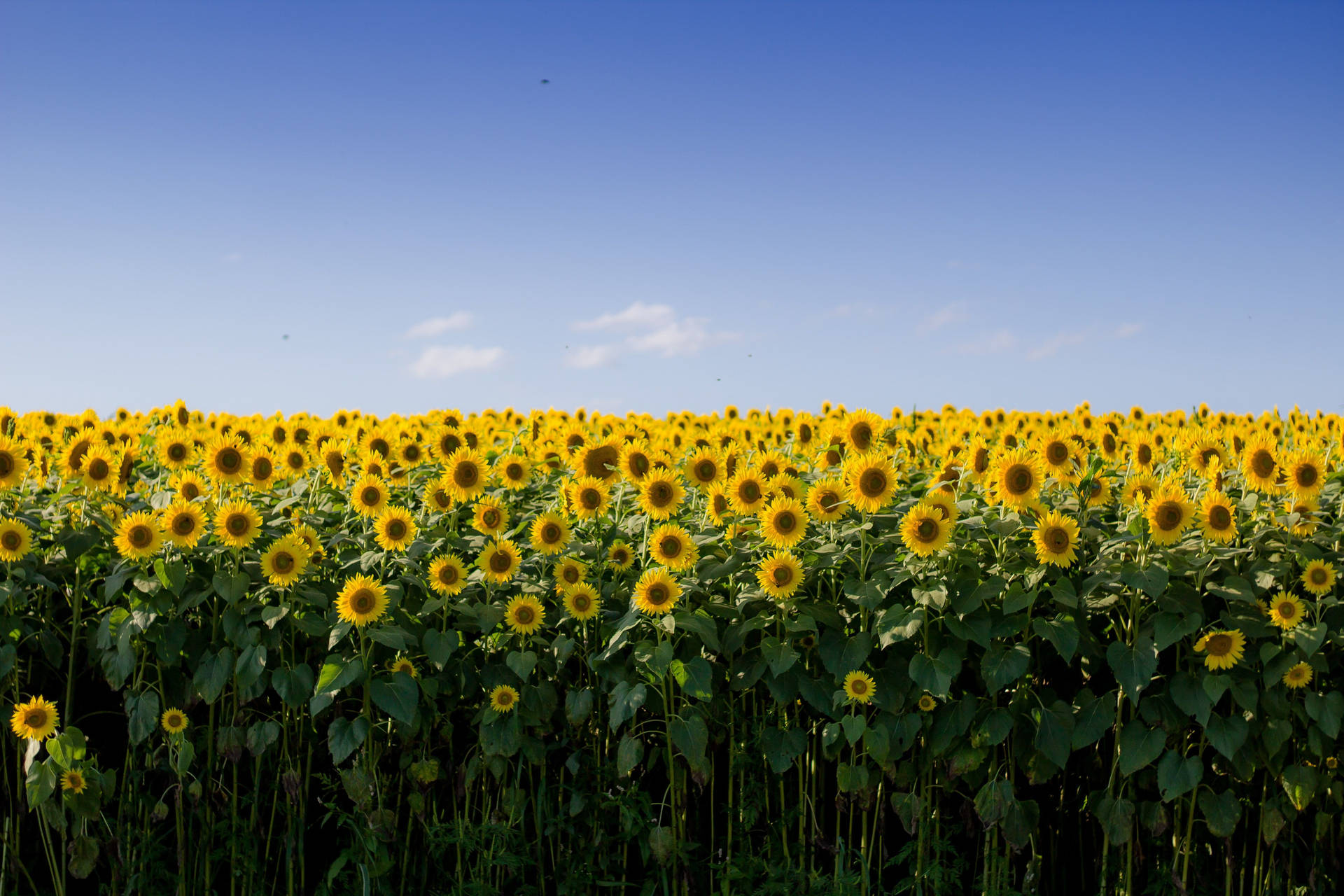 Sunflower Field Wallpaper