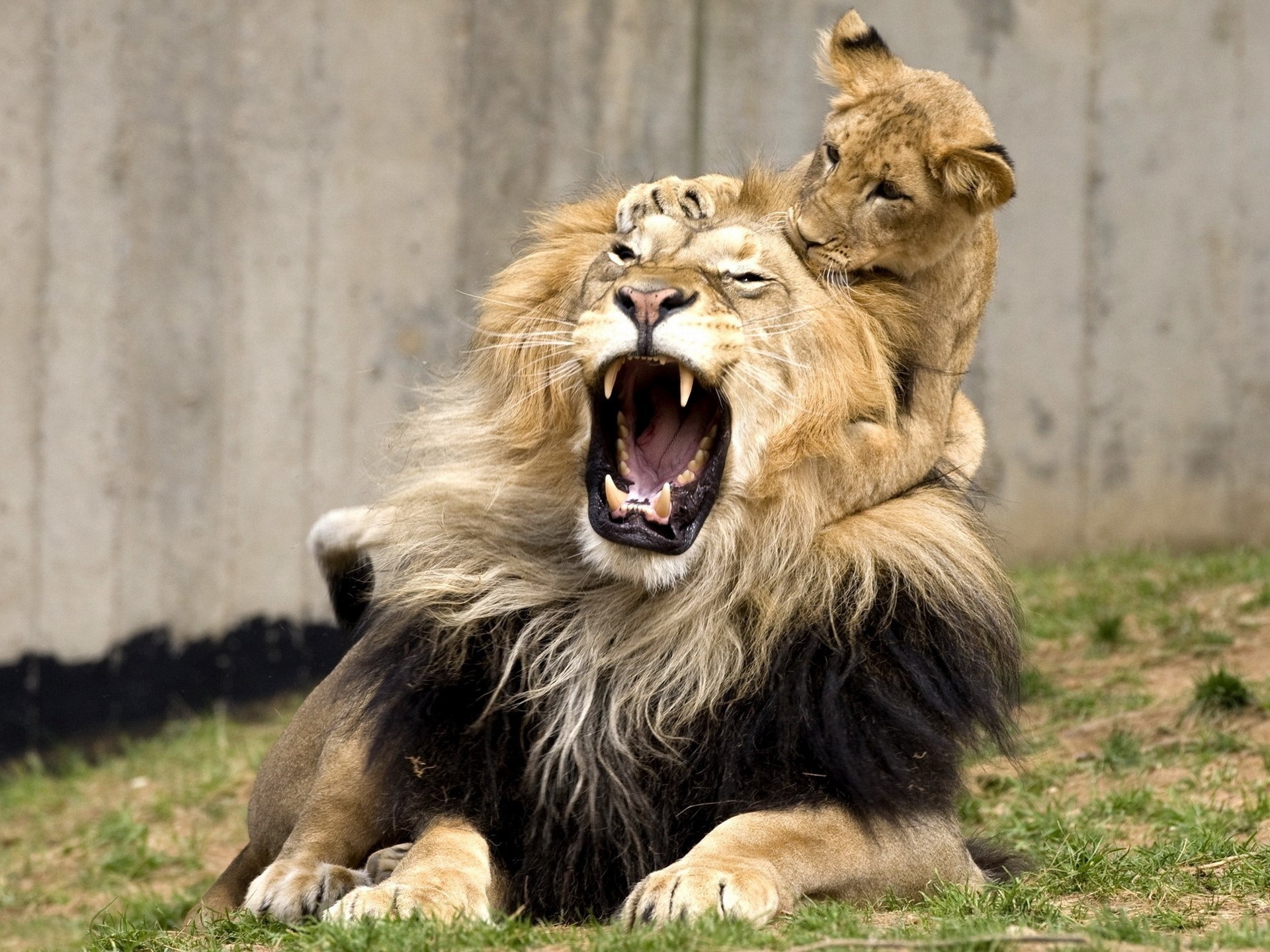Lions Training Baby Lion Wallpaper HD