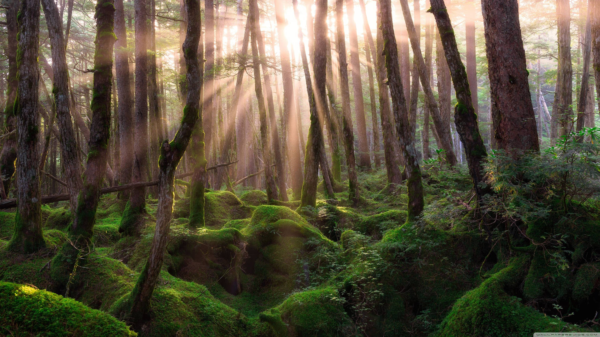 Forest Wallpaper