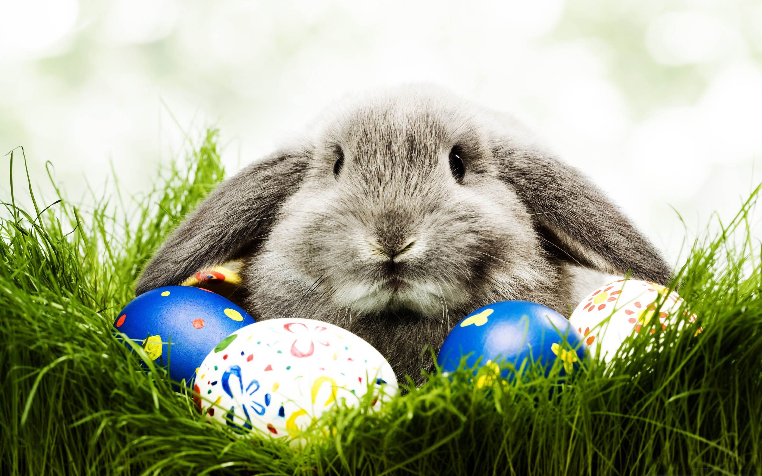 Easter Bunny Desktop Wallpaper HD