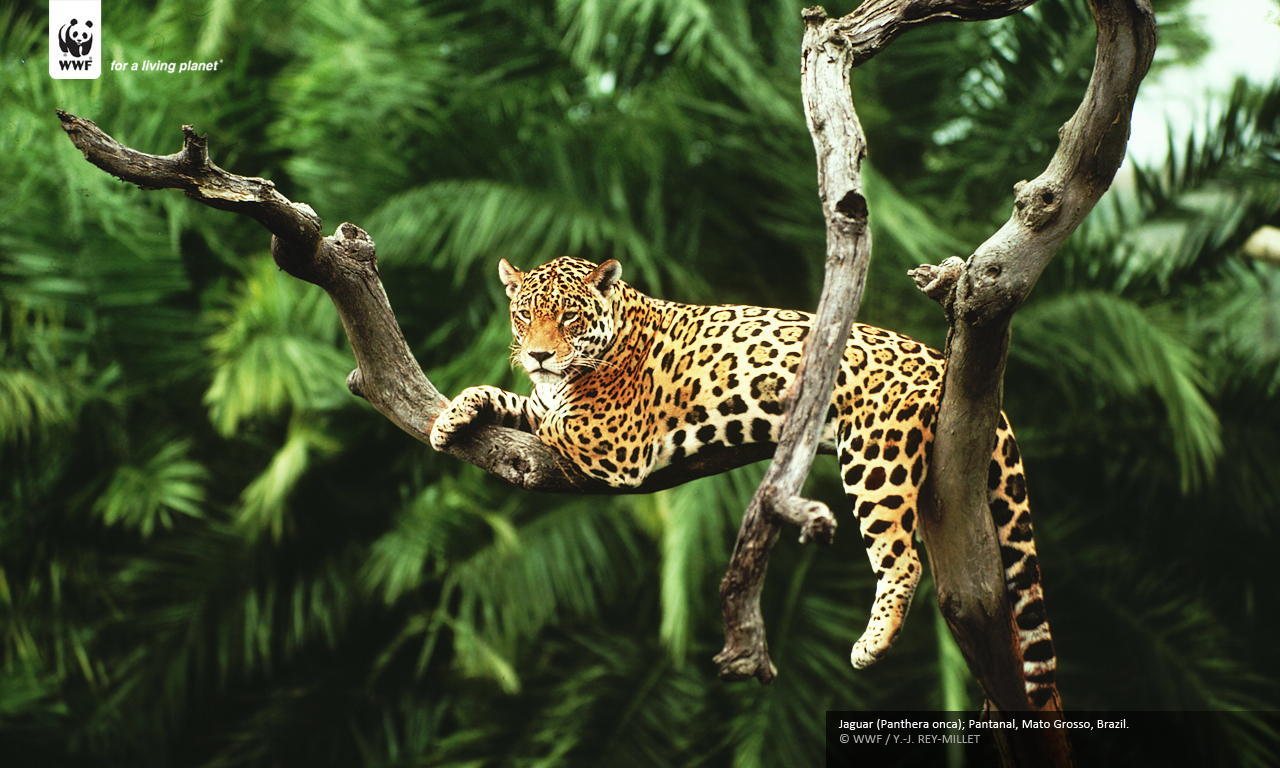 Wallpaper X Jaguar Panthera Onca Pantanal Mato Grosso