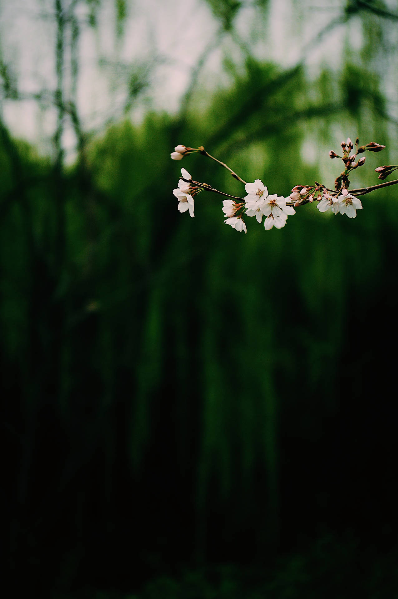 Dark Floral Wallpaper