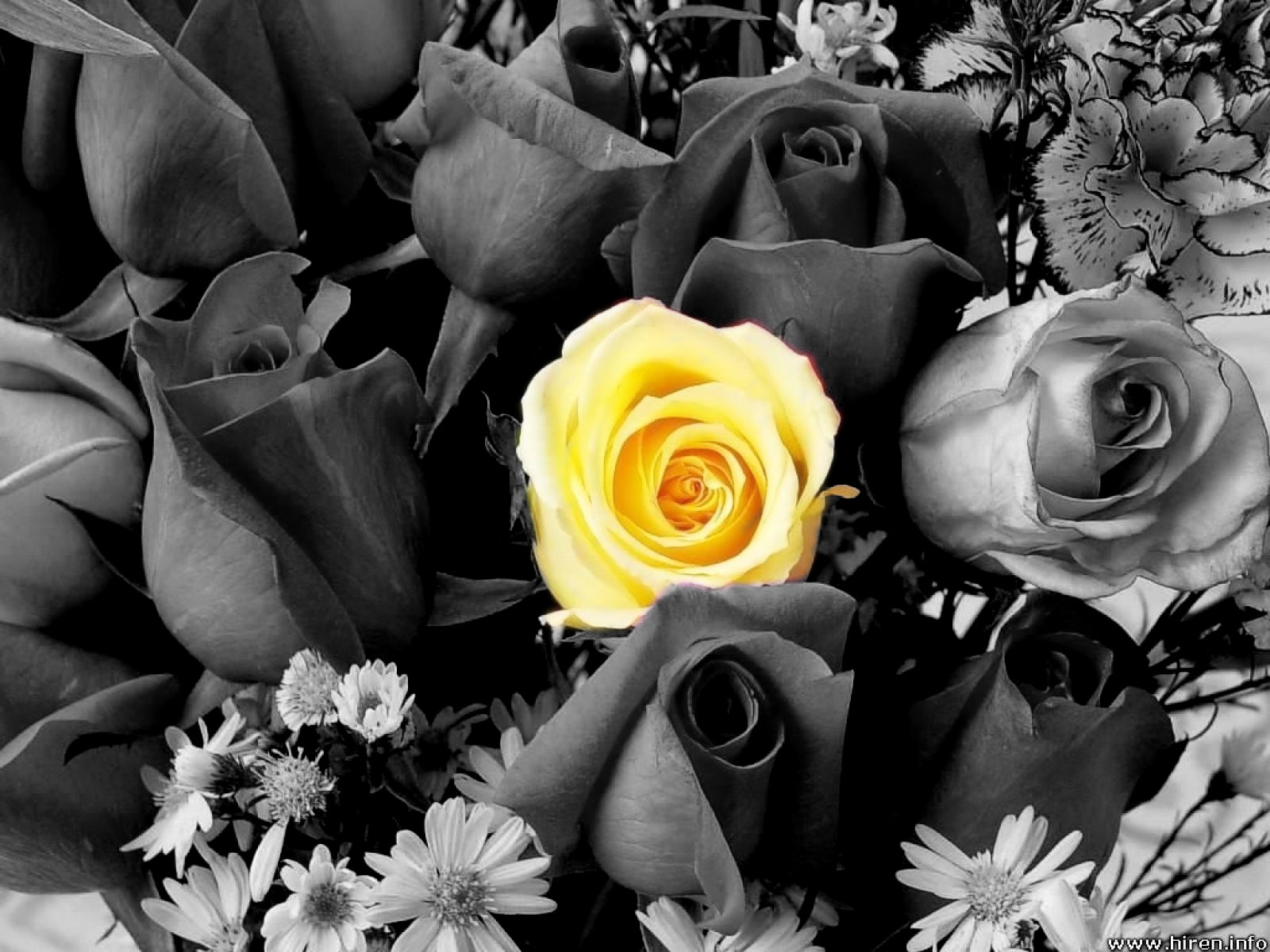 Blogs Photography Flowers Black and white with Color Pictures