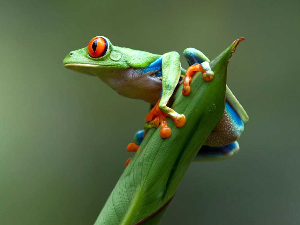 Download Cute Real Frog For Desktop Wallpaper WallpaperMinecom 1024x768