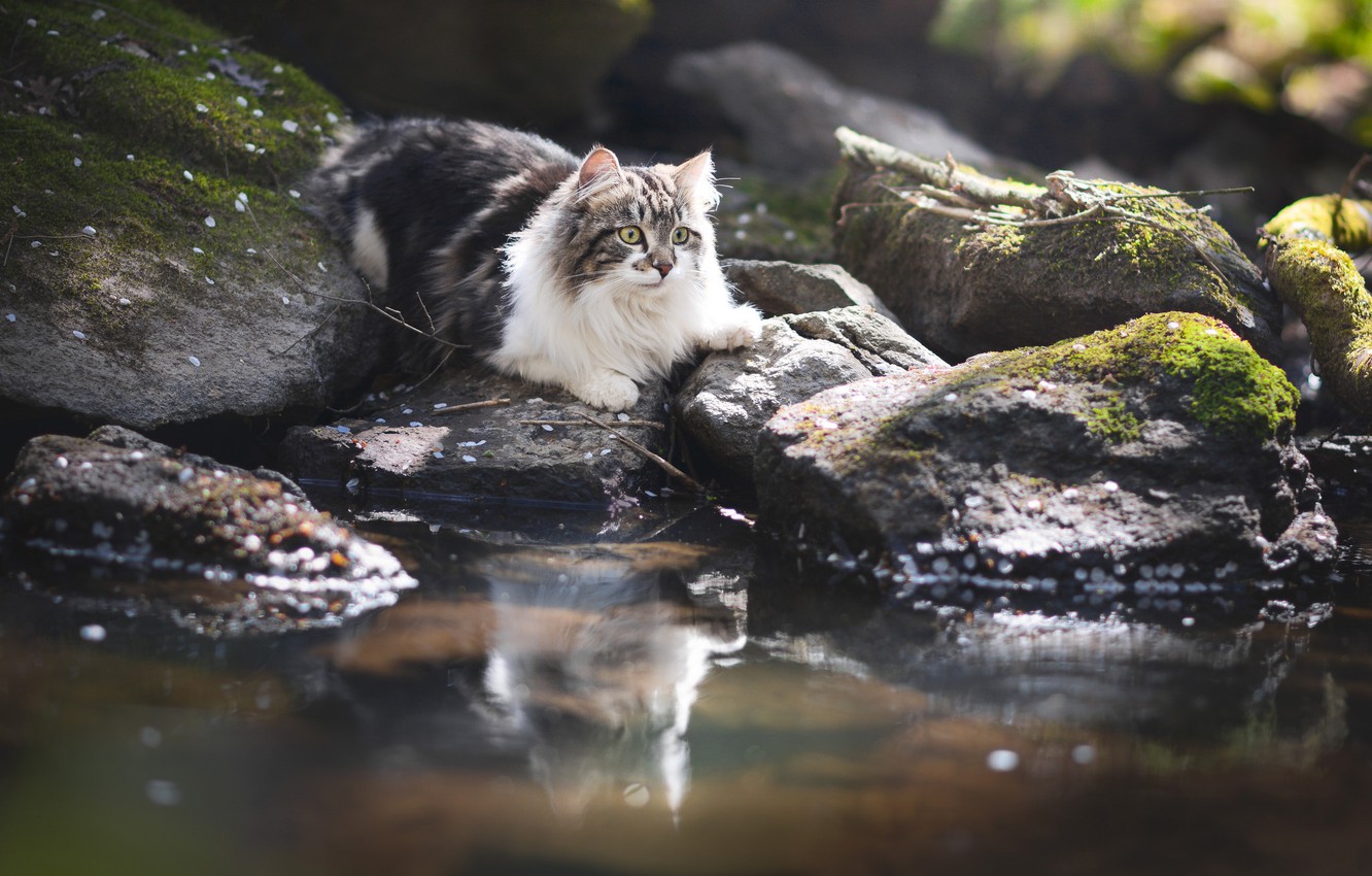 Wallpaper Cat Water Reflection Stones Fluffy Image For