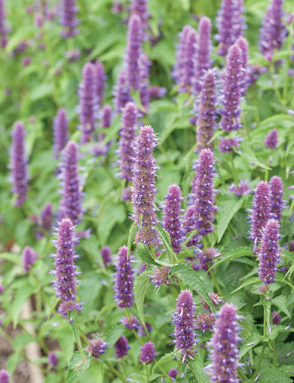 Enjoy A Tasty Treat With Purple Licorice Wallpaper