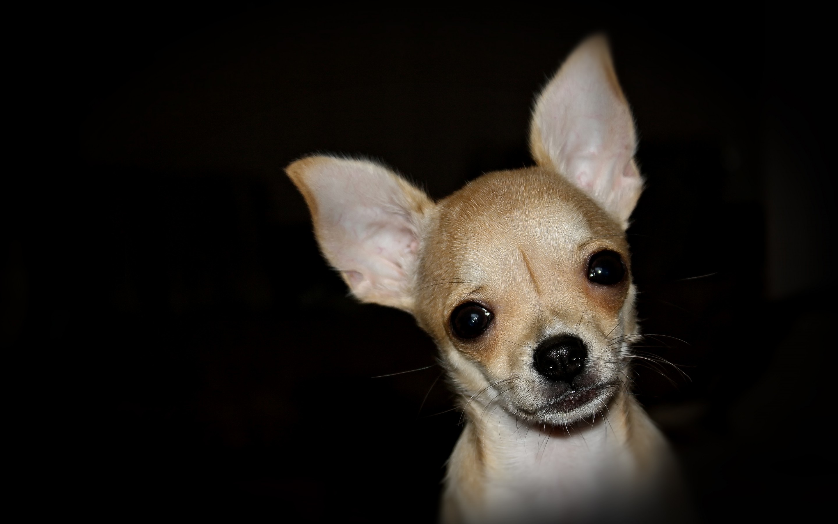 Chihuahua HD Background