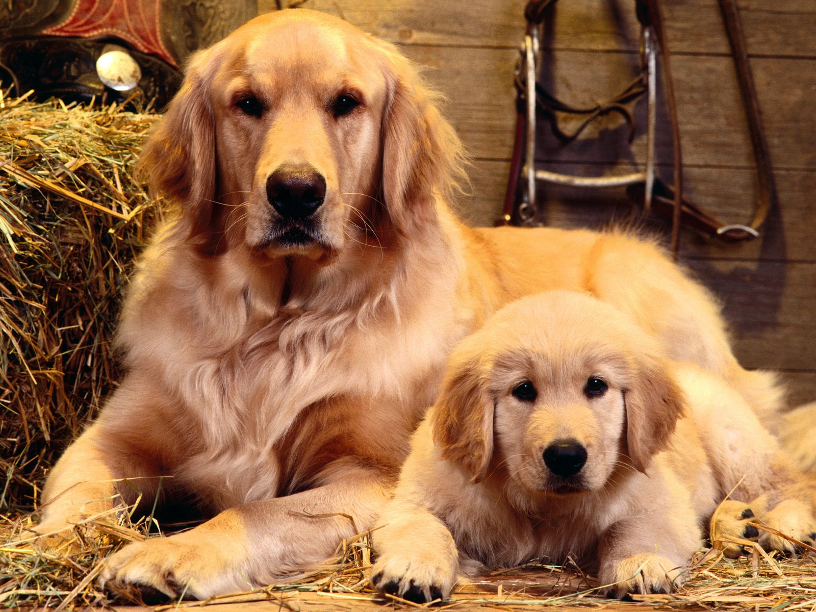 Dogs HD Wallpaper