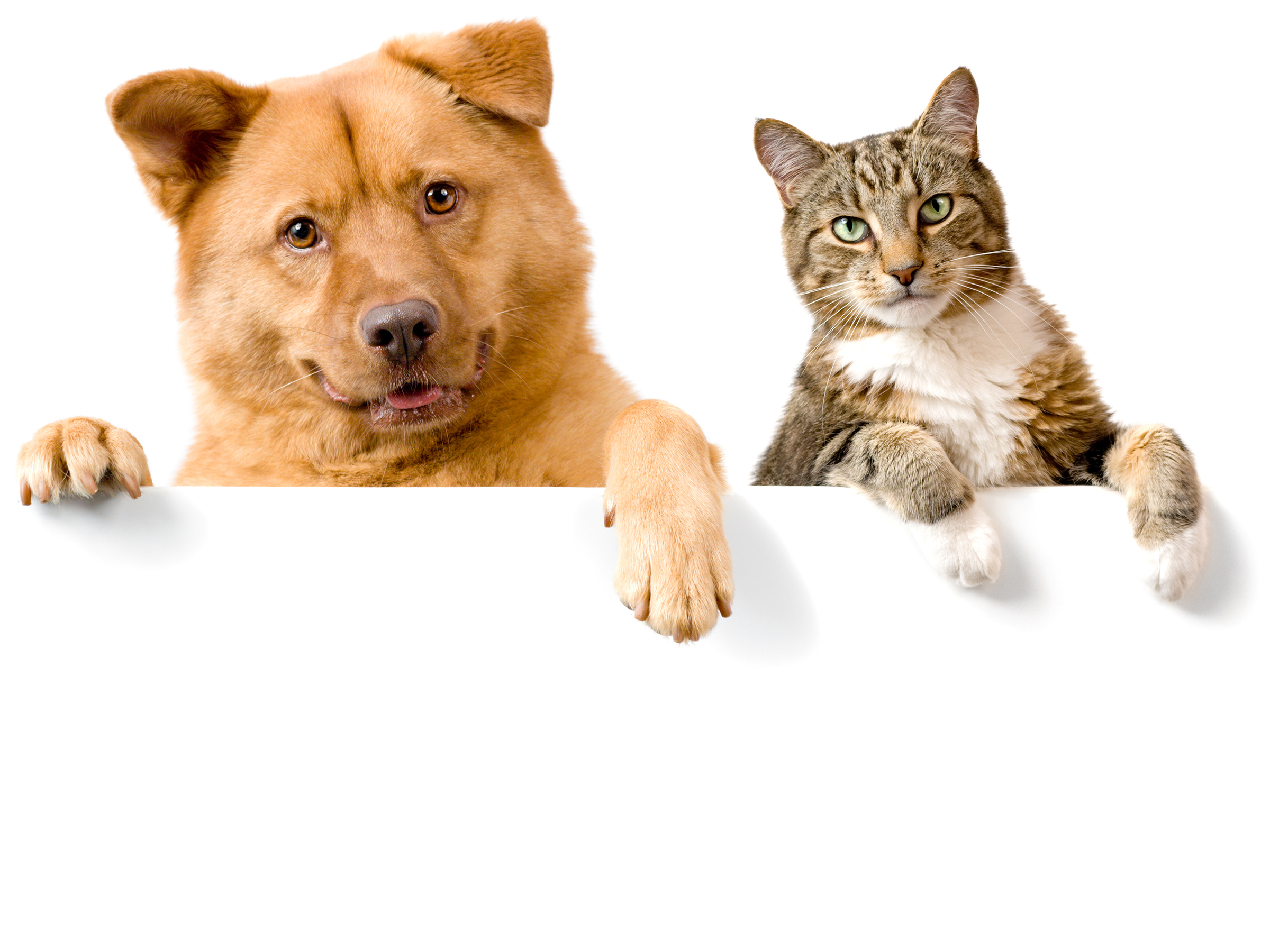 Dog And Cat Wallpaper Background Long