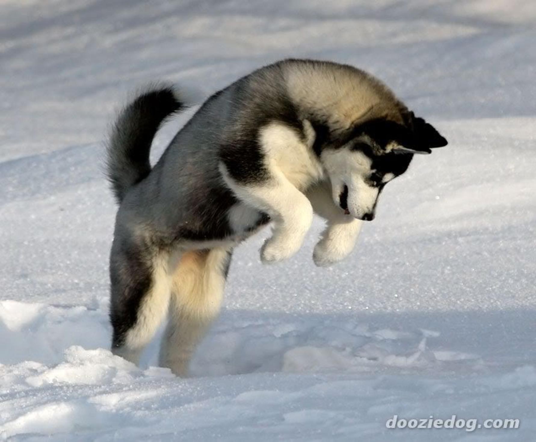 Cute Husky Puppies In Snow Wallpapercercueilscarton