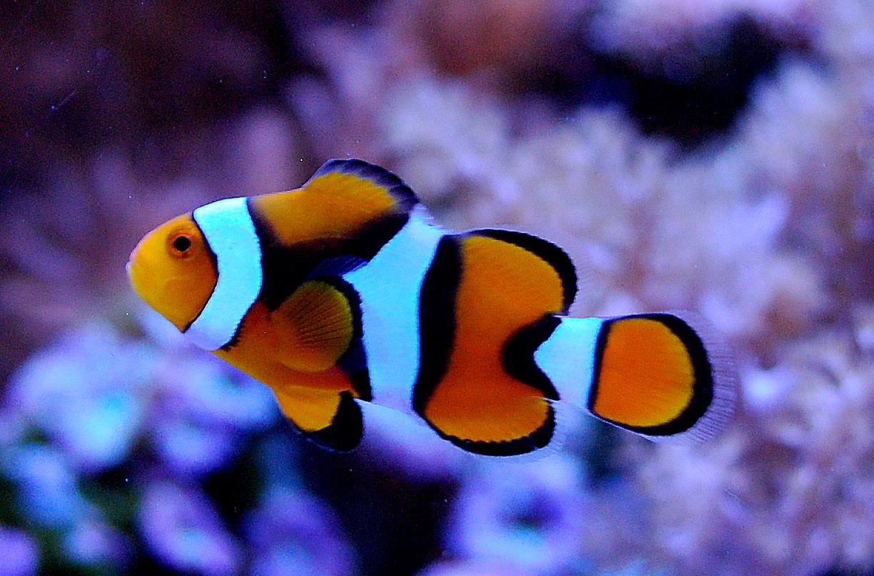 Clown Fish Background Pictures Orange