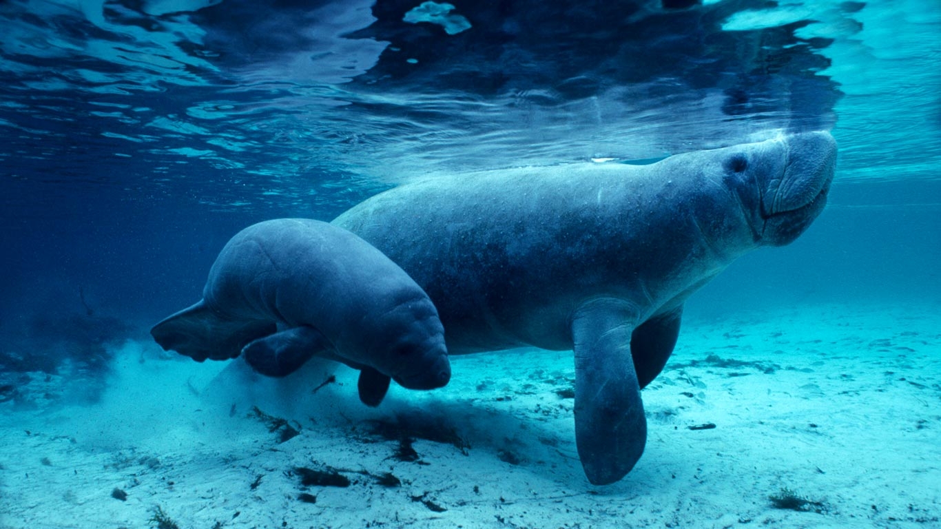 West Indian Manatees In The Crystal River Florida Daniel J Cox