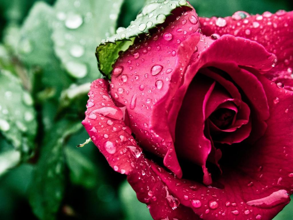 Nature Wallpaper with Red Rose Flower and Water Drops HD Wallpapers