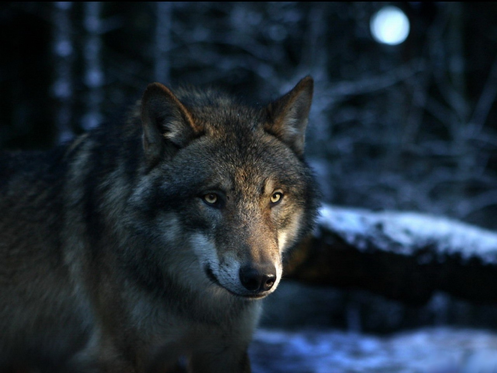 Wolf Wallpaper Yorkshire