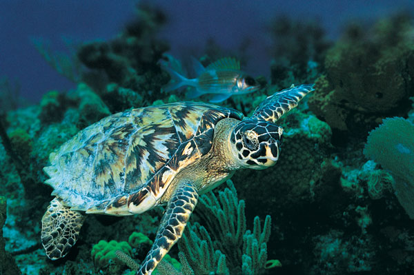 Photo Albums Sea Turtles Ocean Conservancy