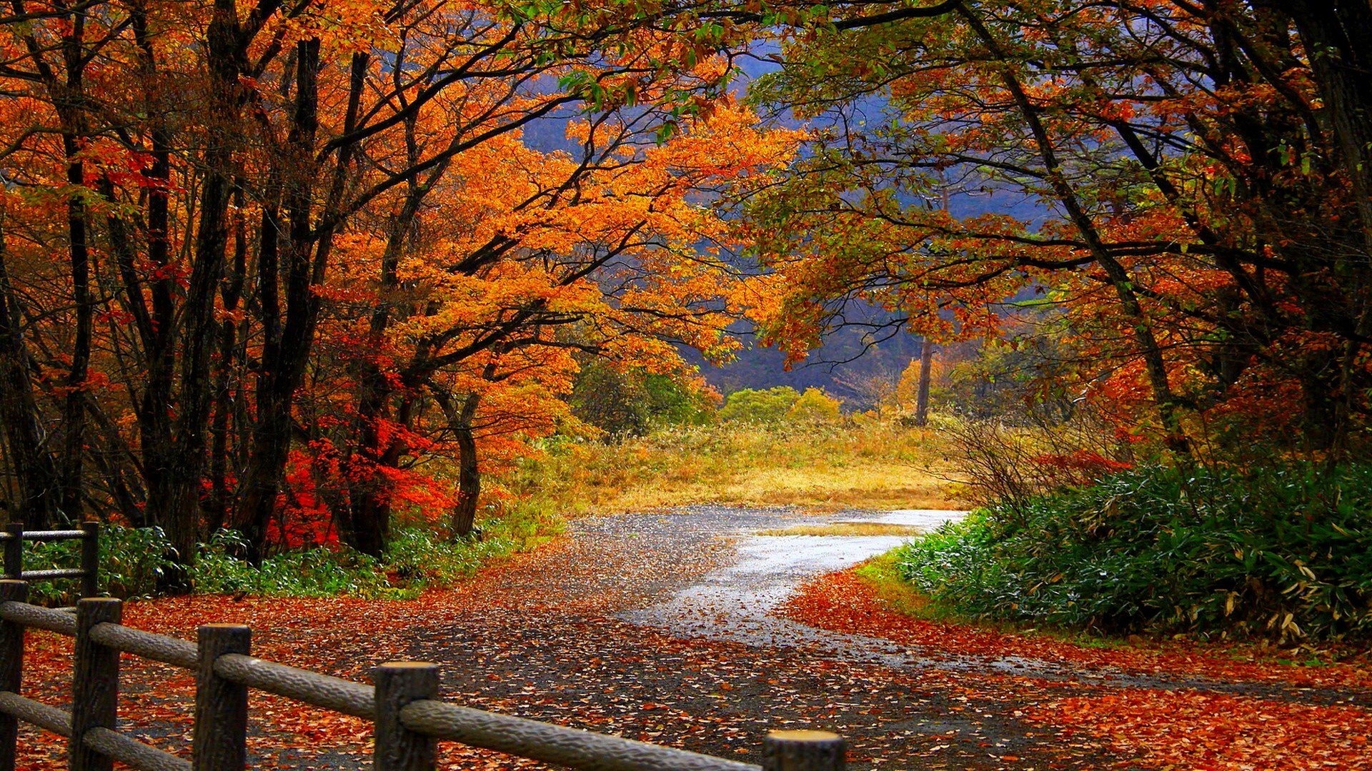 Autumn Forest And Asphalt Road Wallpaper