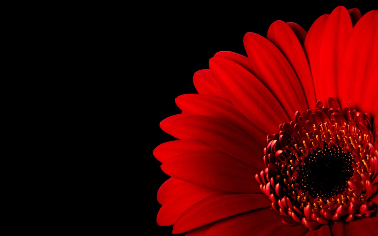 Red Flower Black Background - WallpaperSafari