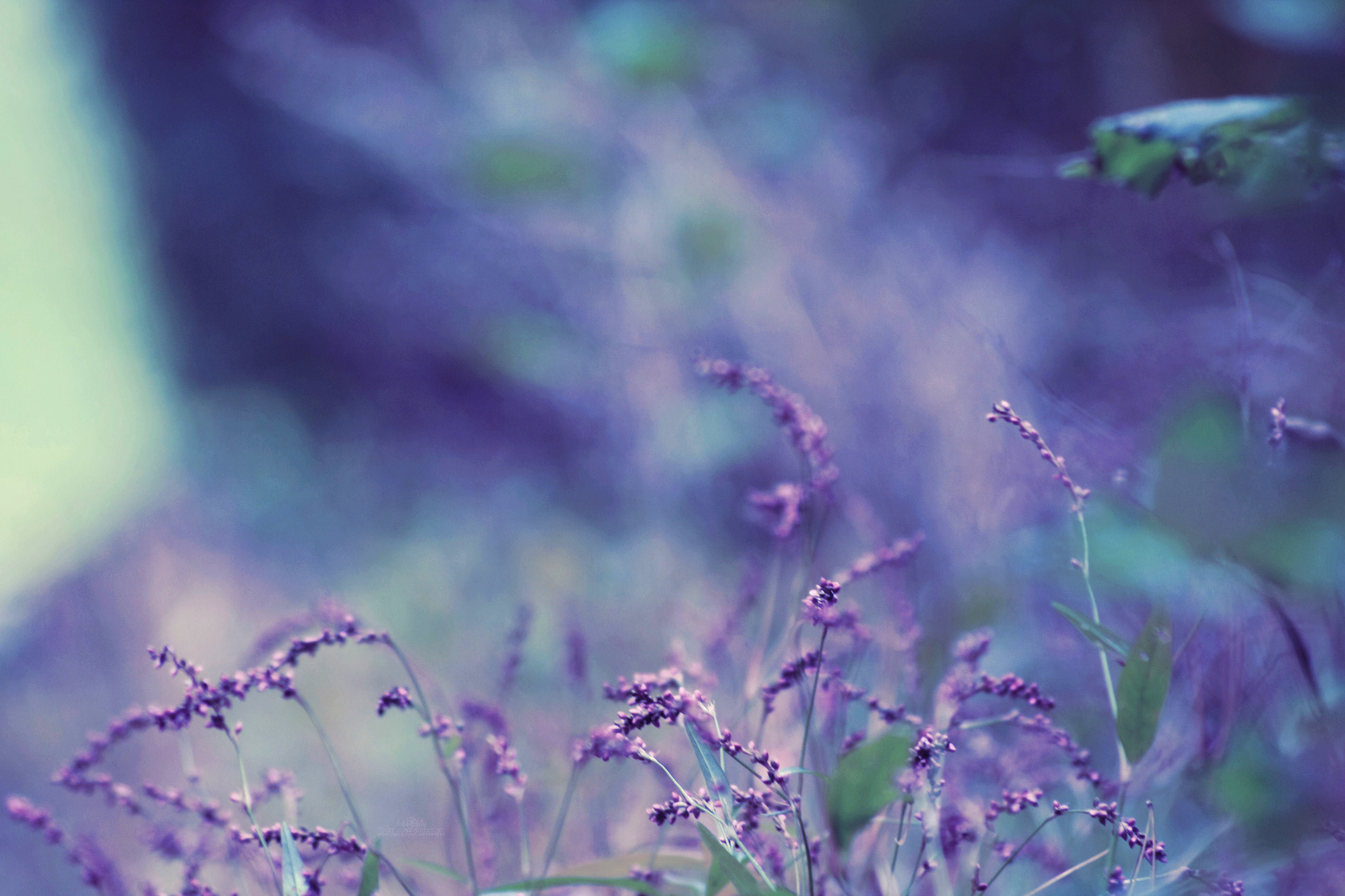 Nice Photo Of Purple Wallpaper Flowers Leaves Imagebank Biz