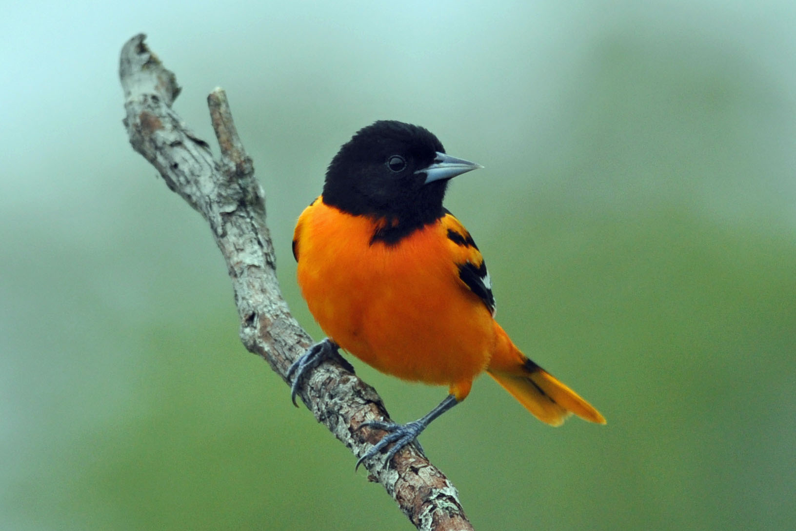 Oriole Photo And Wallpaper All Cute Baltimore Pictures