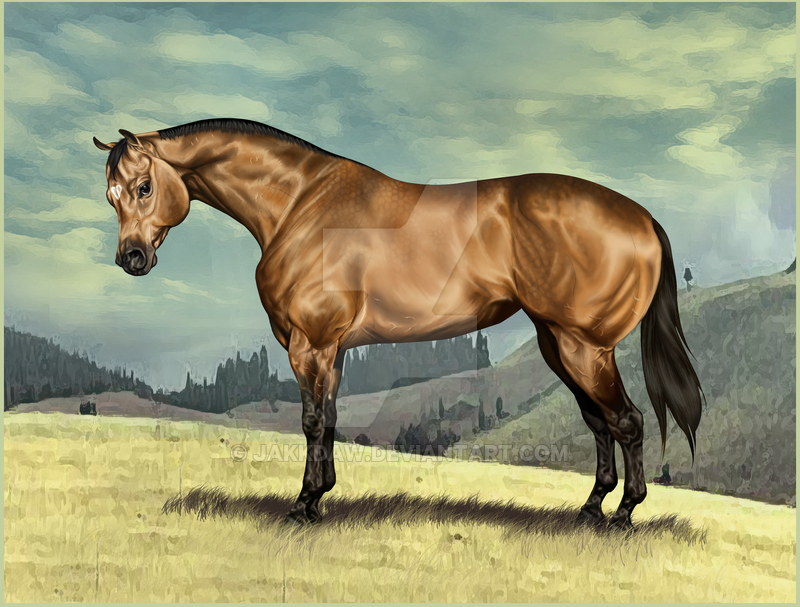 American Quarter Horse By Jakkdaw