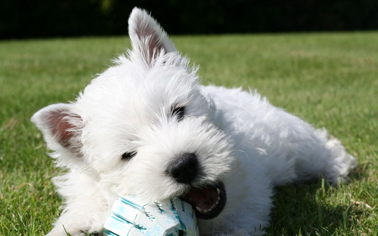 West Highland White Terrier Westie Playing Wallpaper