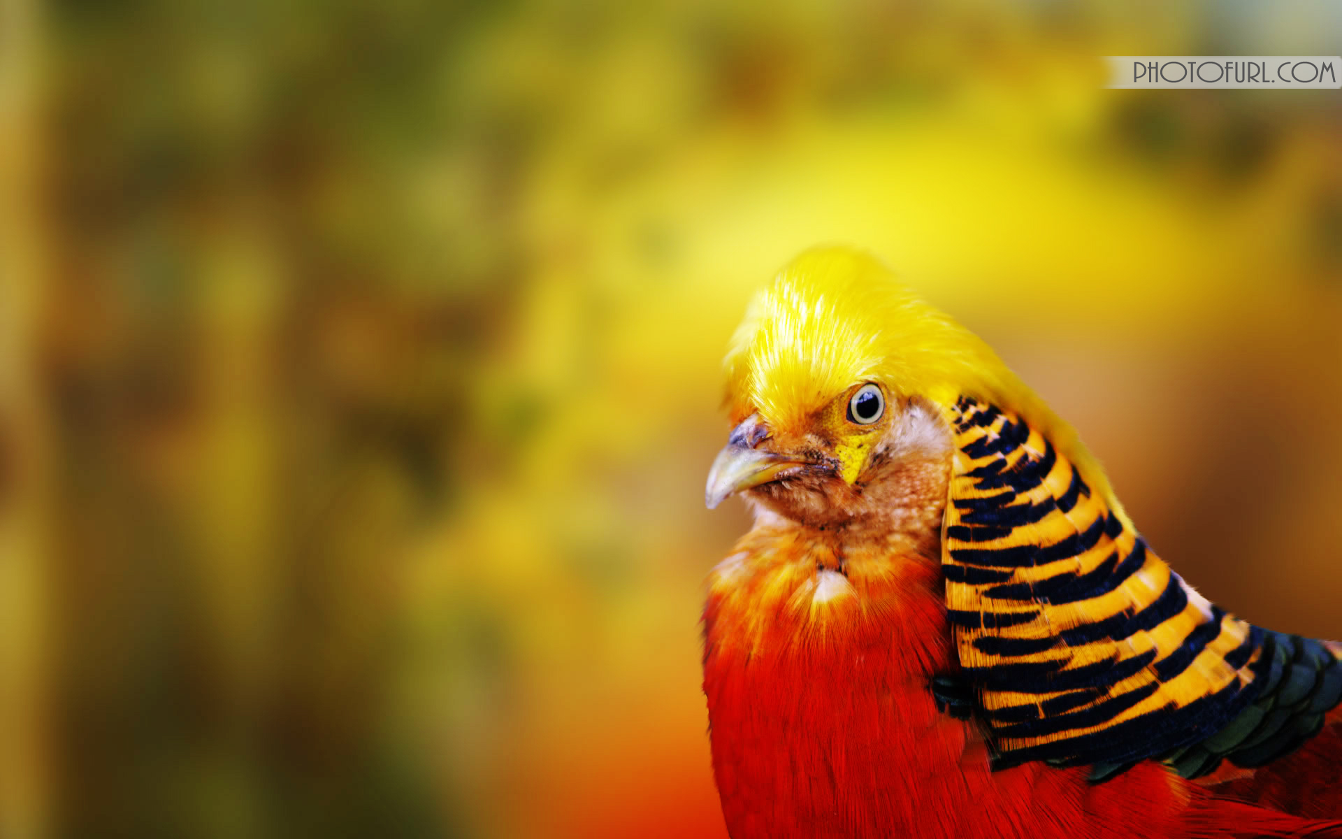 Golden Pheasant New Parrot For Laptop Wallpaper