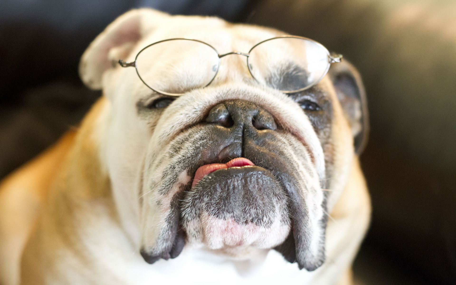 Dogs Bulldog Glasses Snout Animals Wallpaper