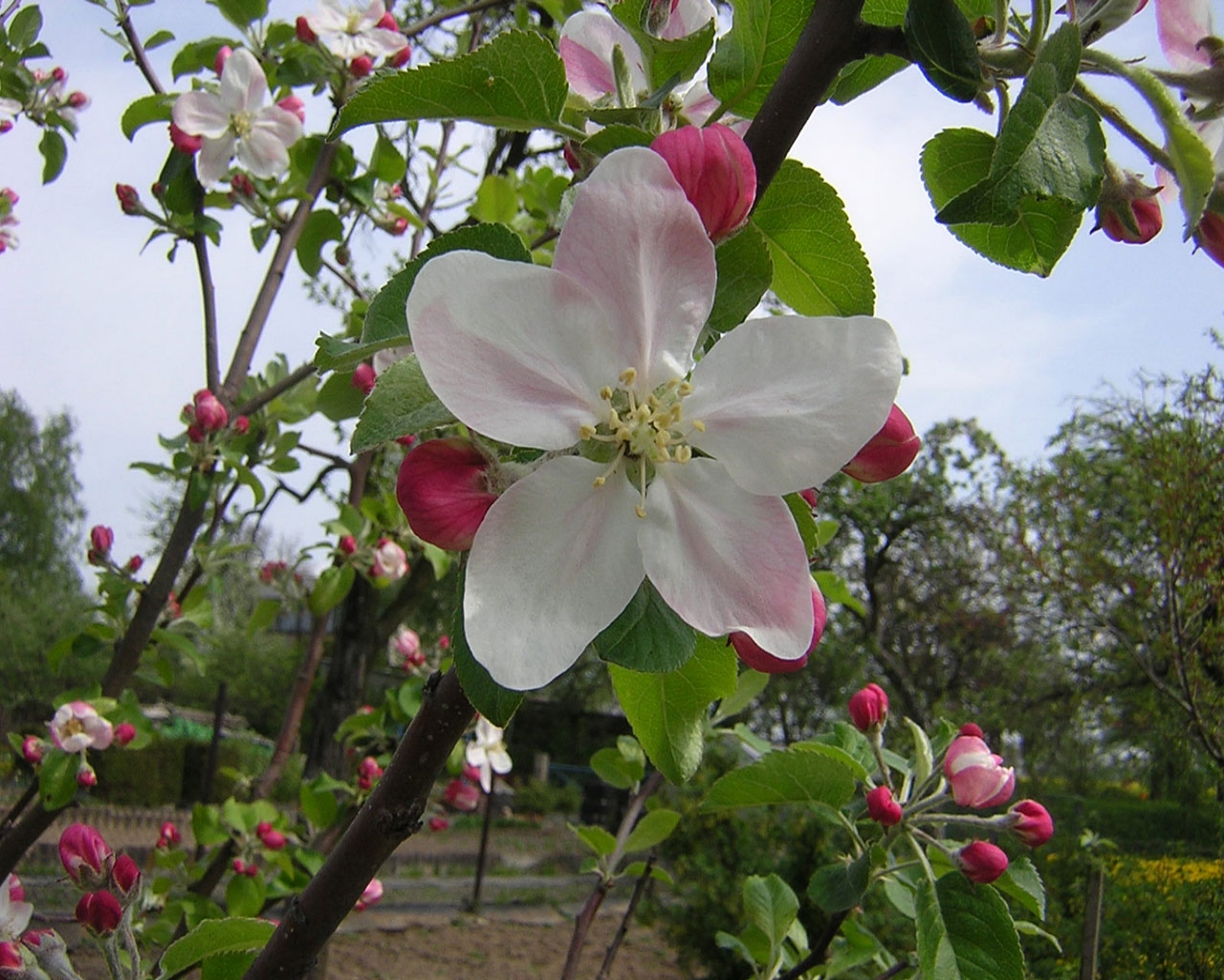 Apple Blossoms Desktop Wallpaper
