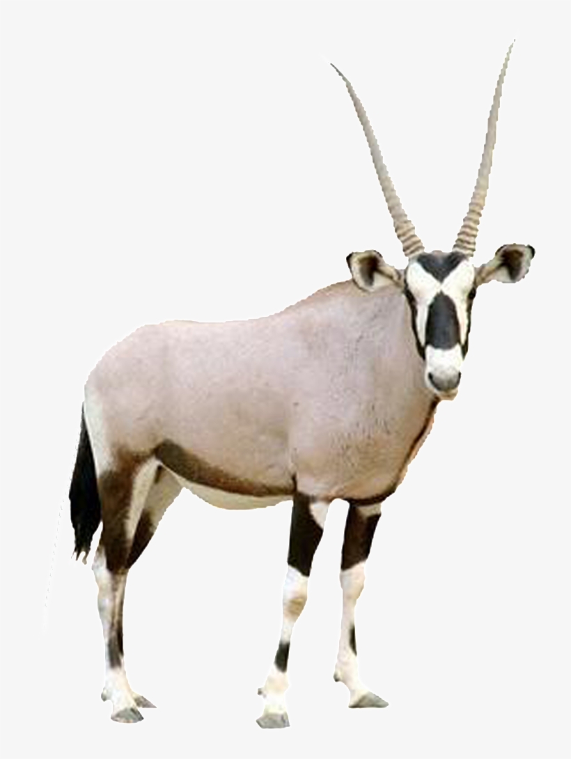 HD Beautiful Tibetan Antelope Static Png Arabian Oryx White