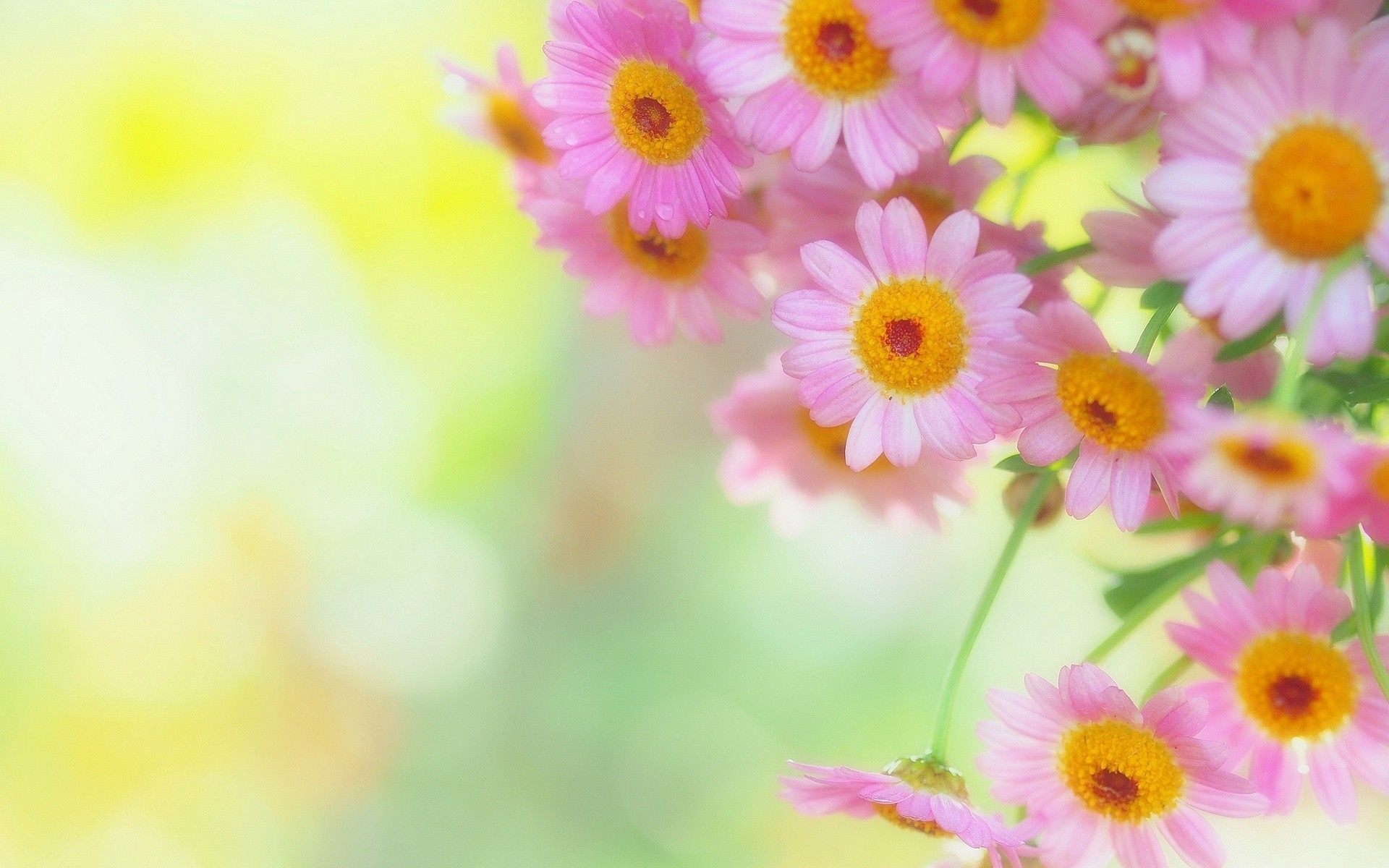Free download Flower Images For Wallpaper WeNeedFun [1920x1080] for ...