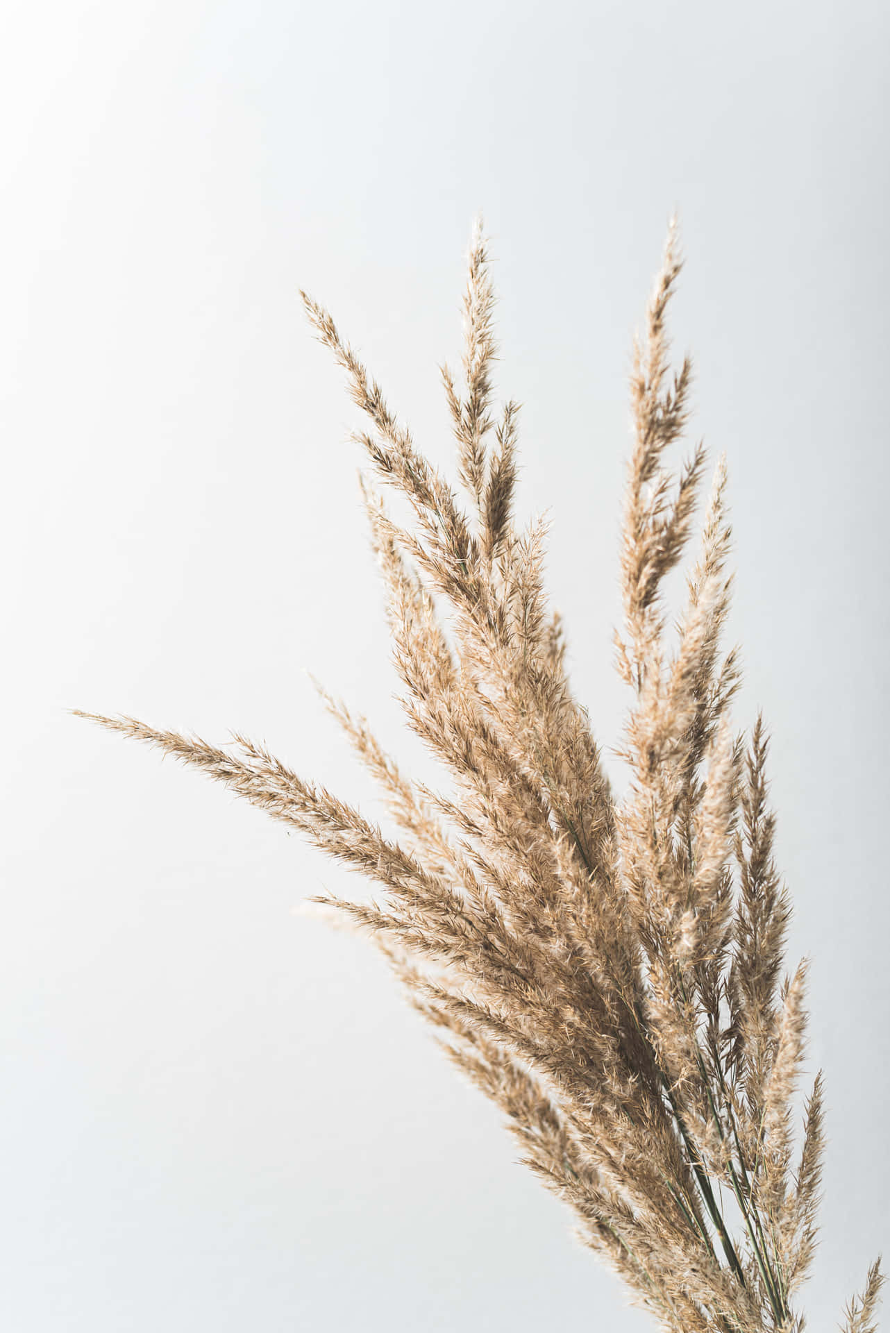 Pampas Grass Background In Sky Wallpaper