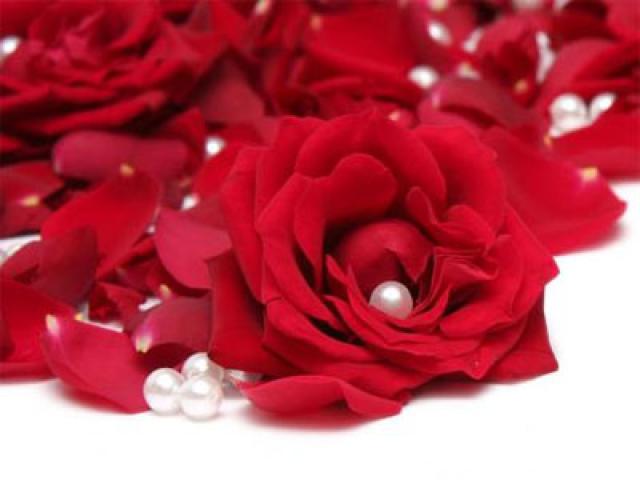 Red Rose And Pearl Wallpaper Jpg