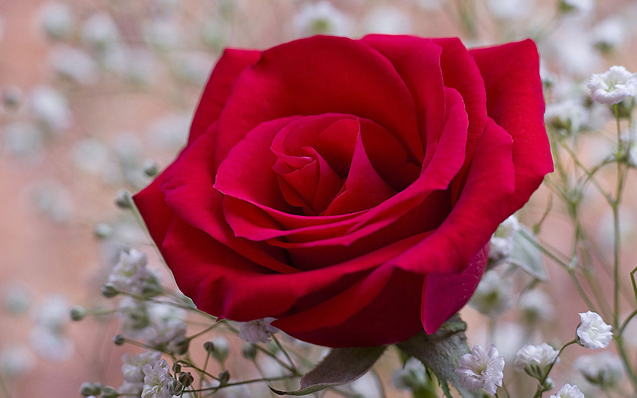 Fragrant Red Rose Wallpaper Flower