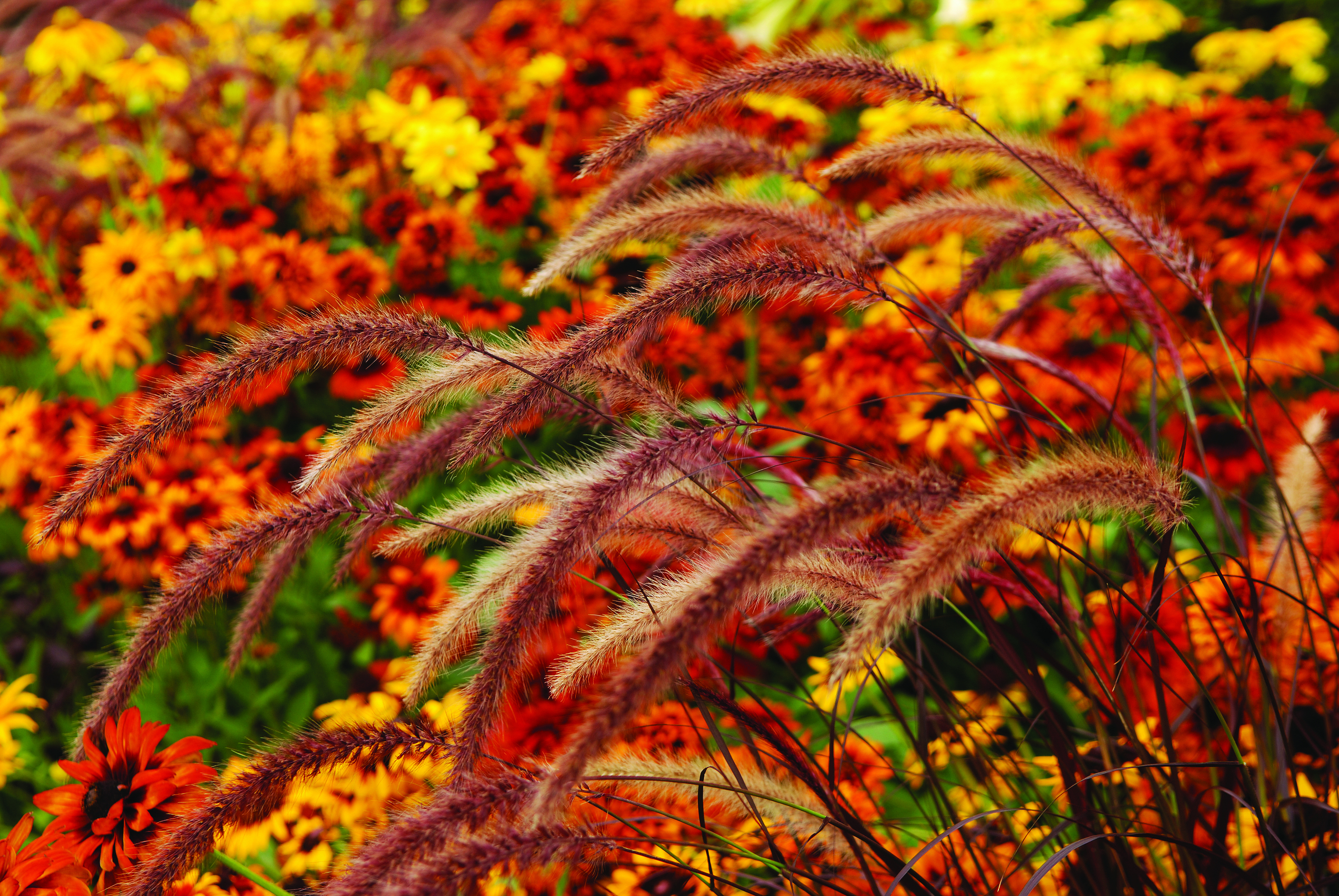 Fall Flowers Ornamental Grass Desktop Background Wallpaper HD