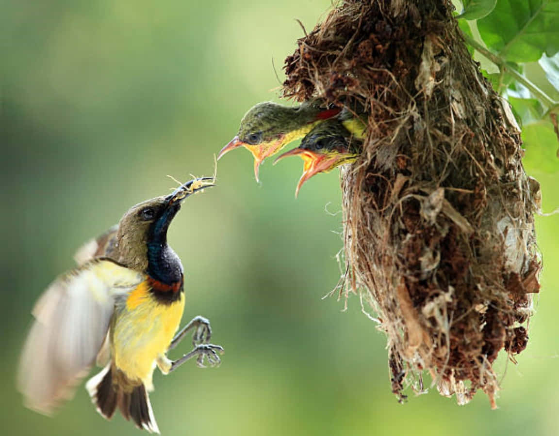 Mother Bird Picture Wallpaper
