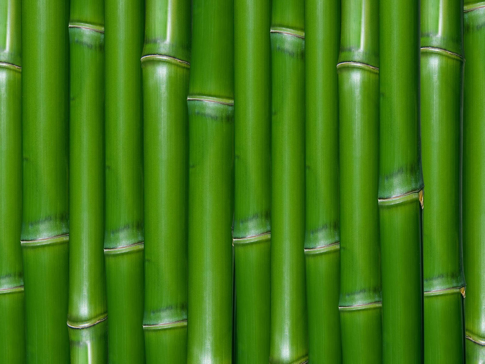 Wallpaper Bamboo Wall