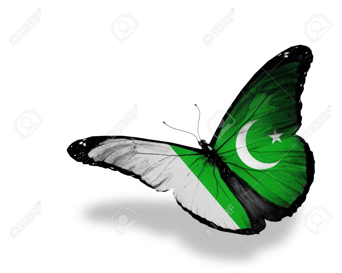 Pakistani Flag Butterfly Flying Isolated On White Background