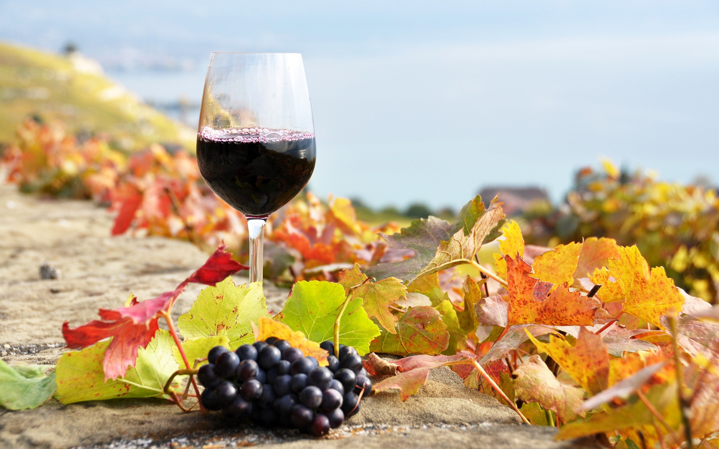 Wine Full HD Wallpaper And Image