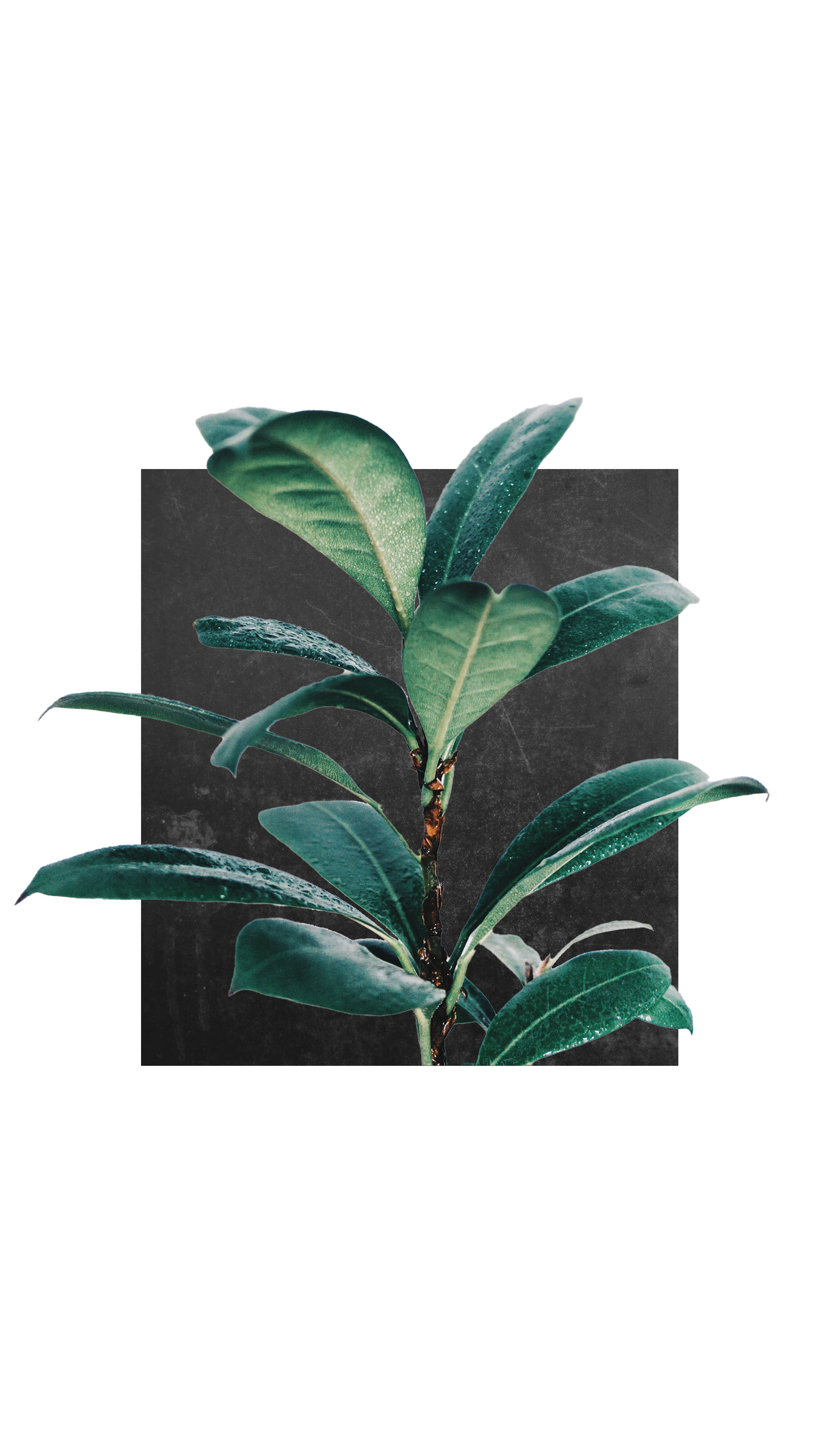 Minimalist Plant Wallpaper