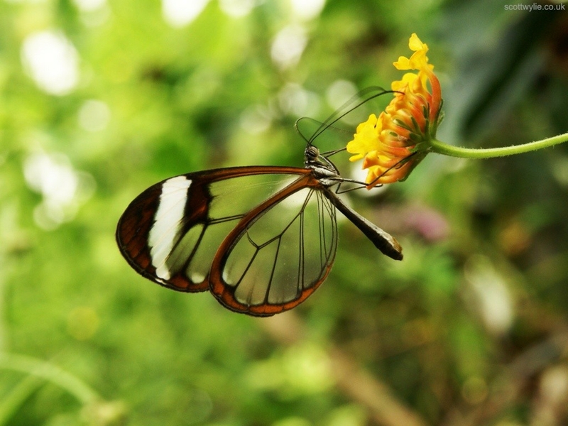 Animals Outdoors Butterflies Glasswing Butterfly Wallpaper