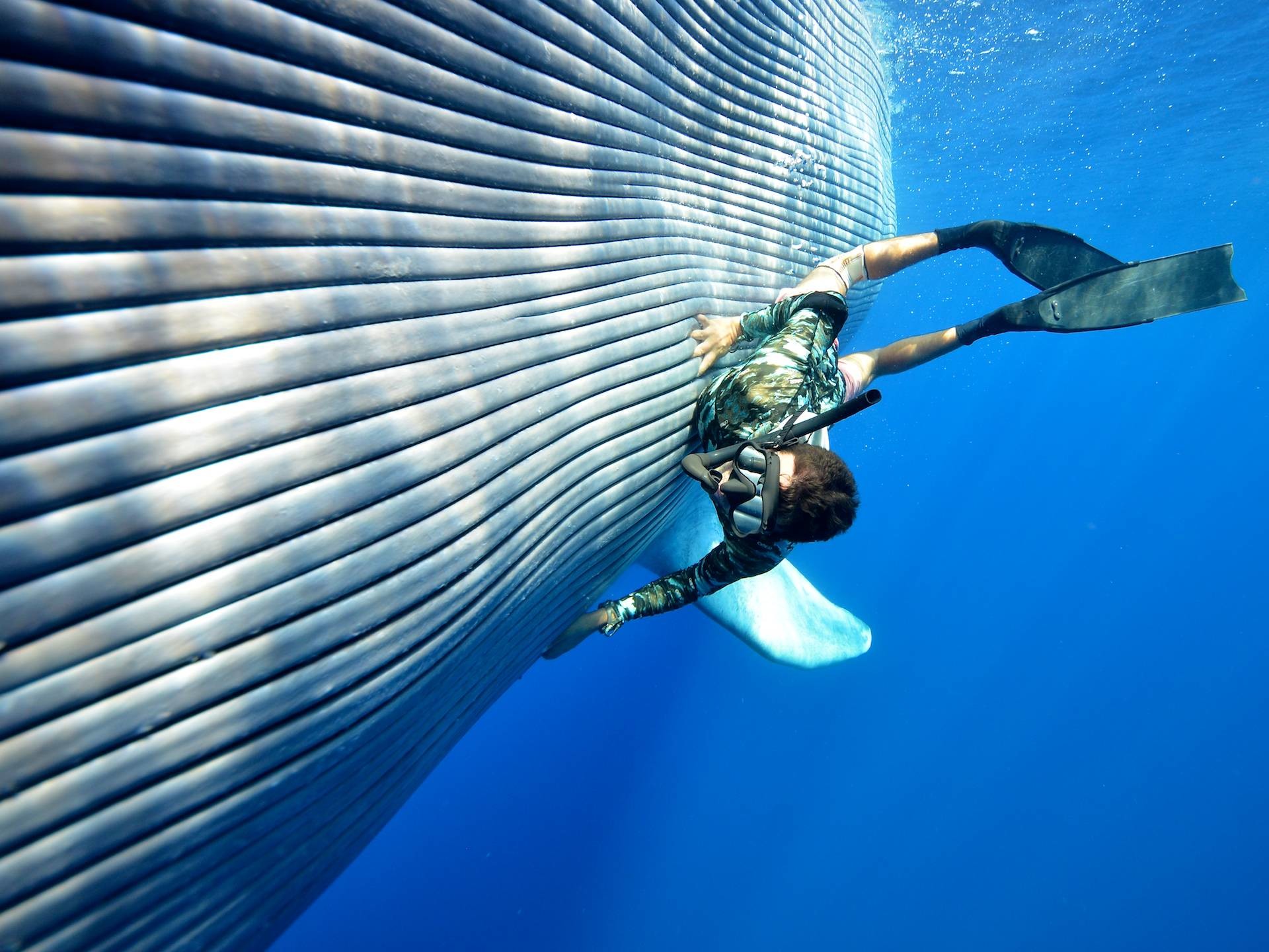 Blue Whale Wallpaper 60 images