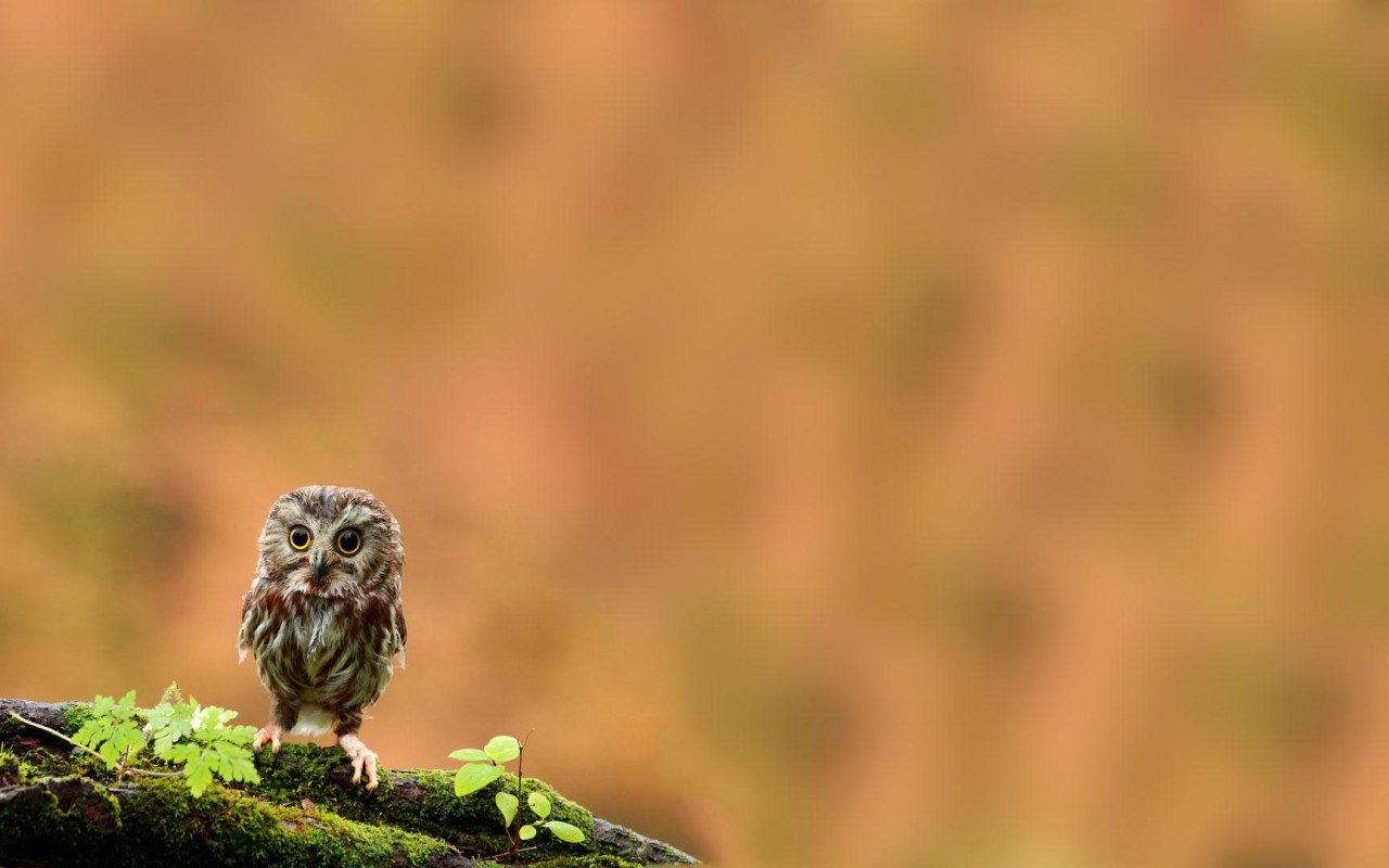 Cute Owl Wallpaper 6784852