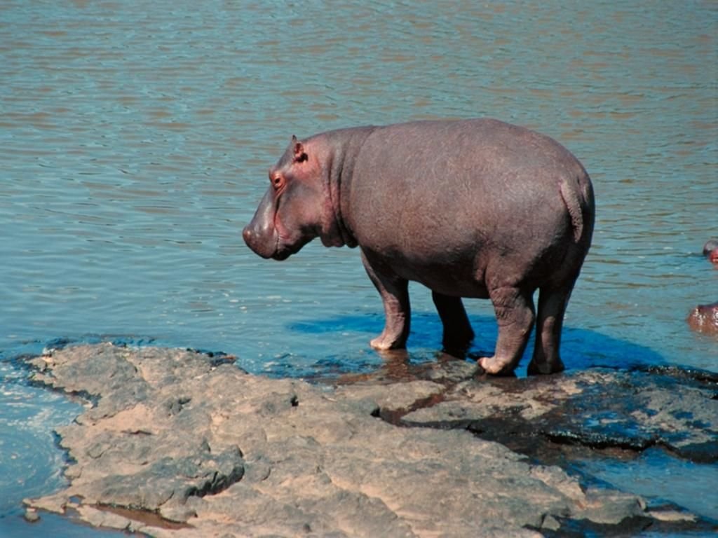 Hippopotamus HD Wallpaper Image For