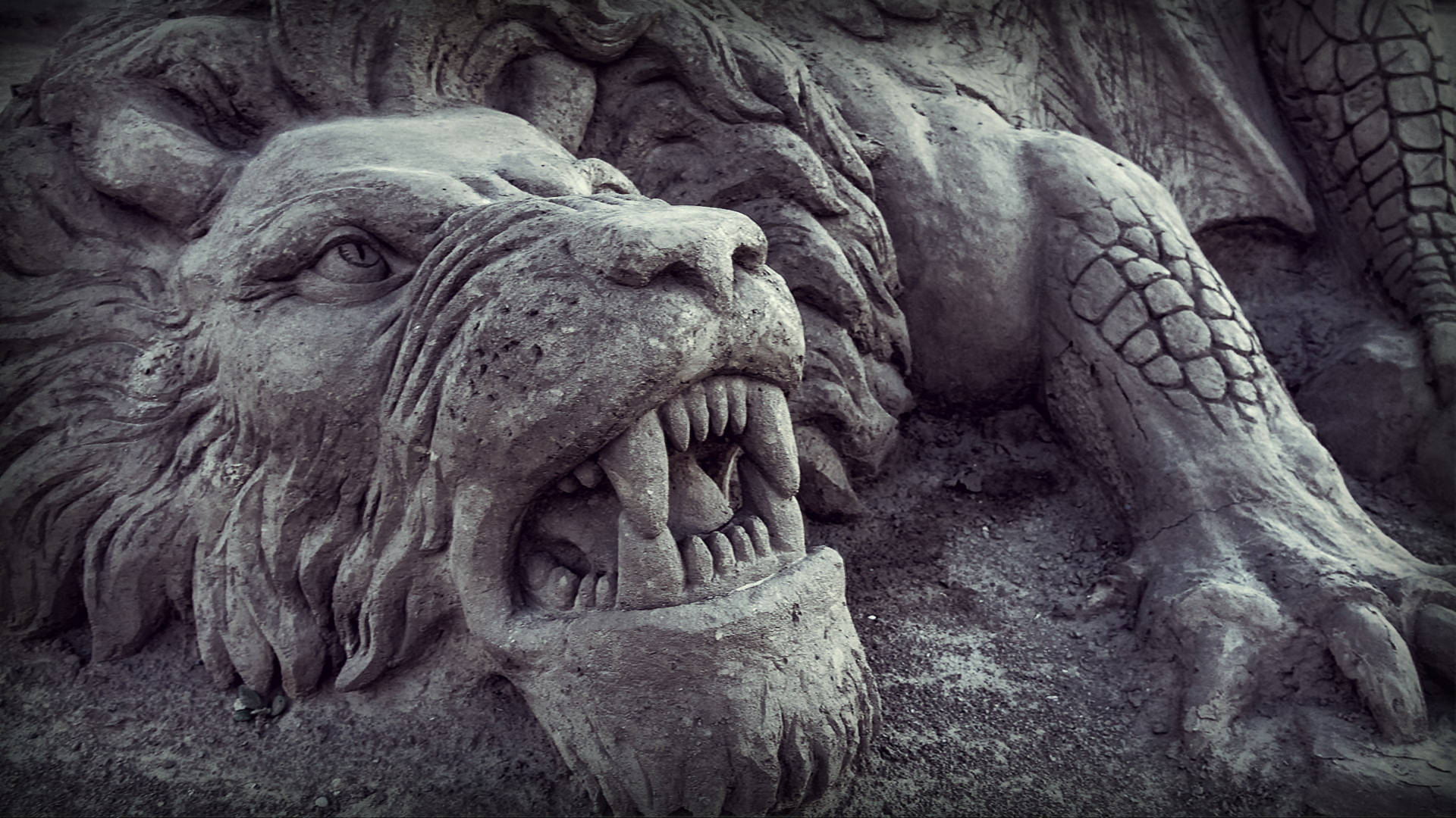 Angry Lion HD Wallpaper