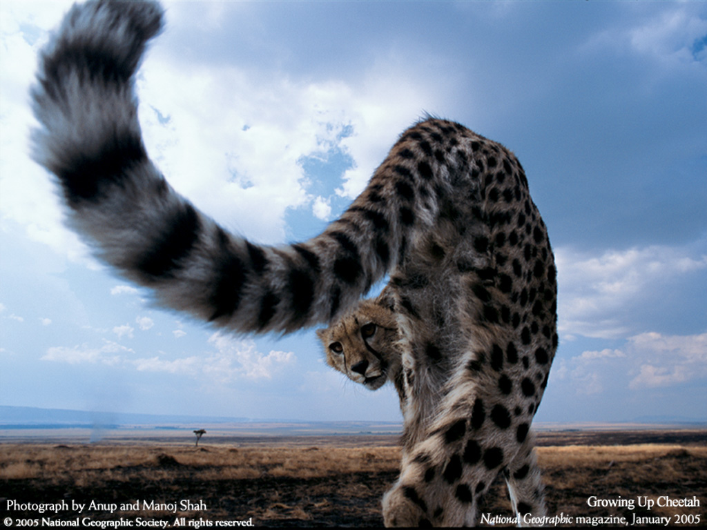 50+] National Geographic Background Wallpaper Animals - WallpaperSafari