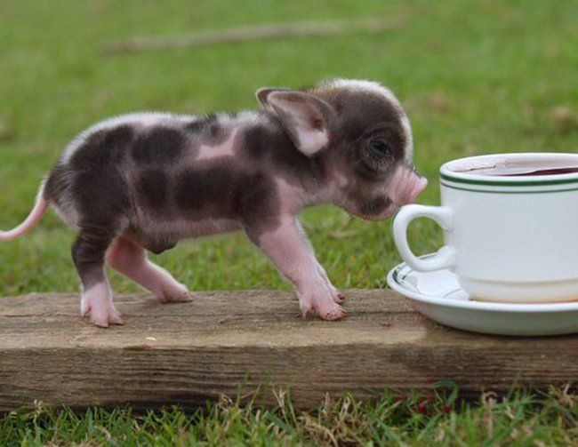 Baby Pig Pictures Animal Pictures Gallery