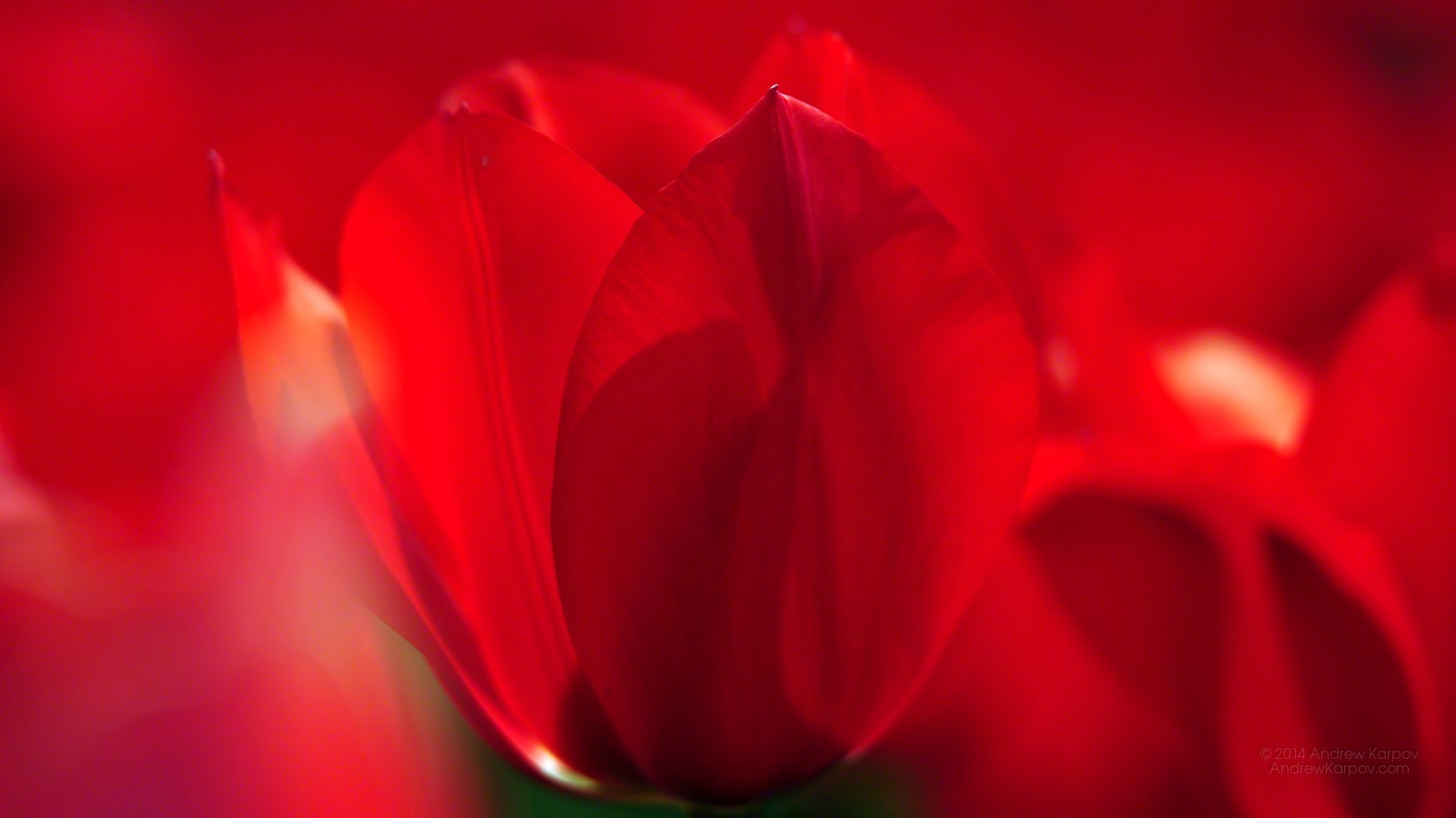 Beautiful Tulip Flower Wallpaper Desktop