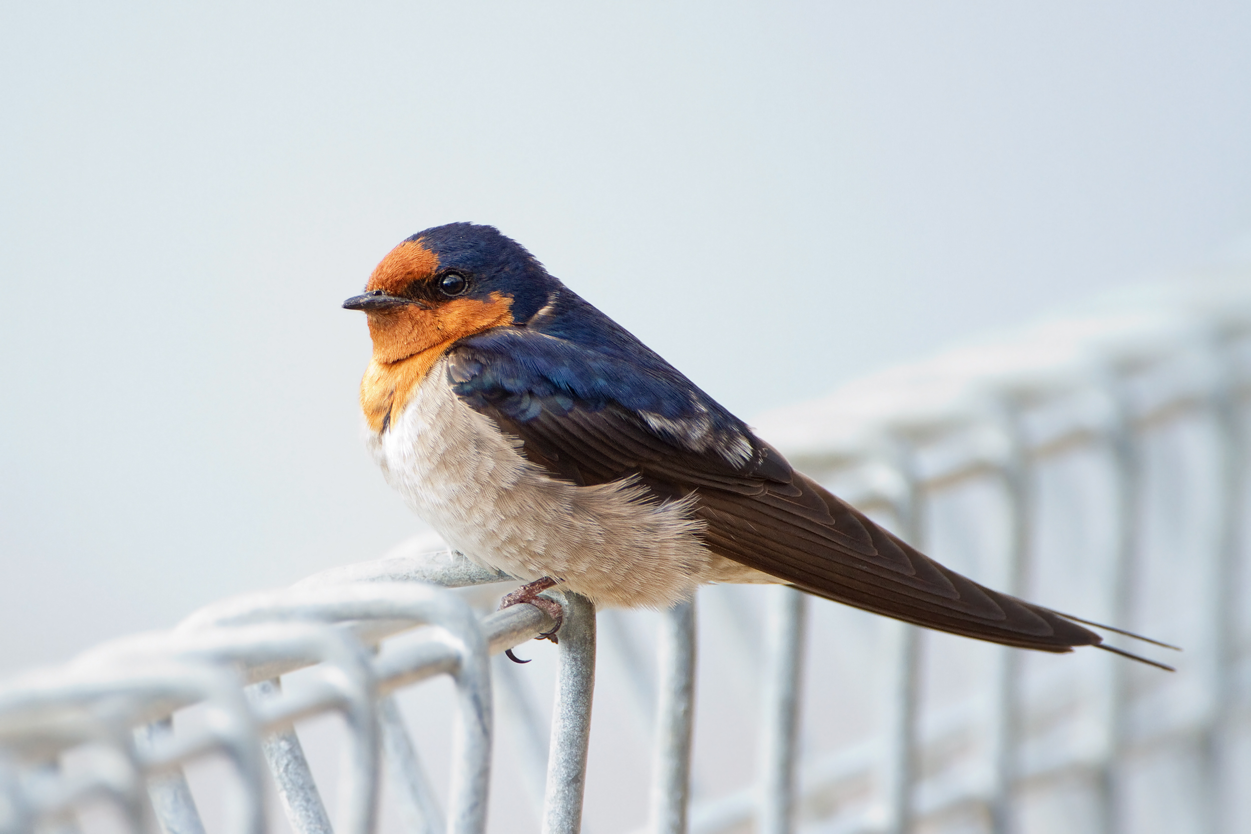 Swallow Wallpaper Animal Hq Pictures 4k