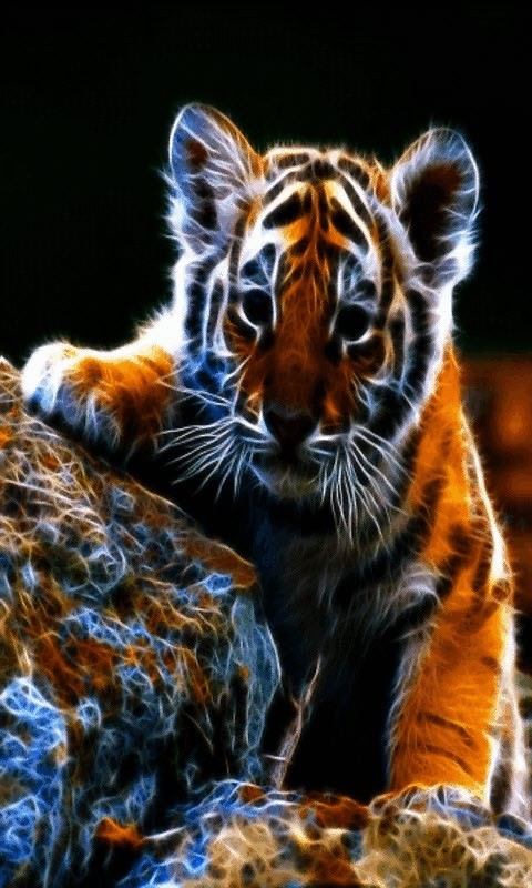 Baby Tiger Live Wallpaper Android Live Wallpaper download 480x800