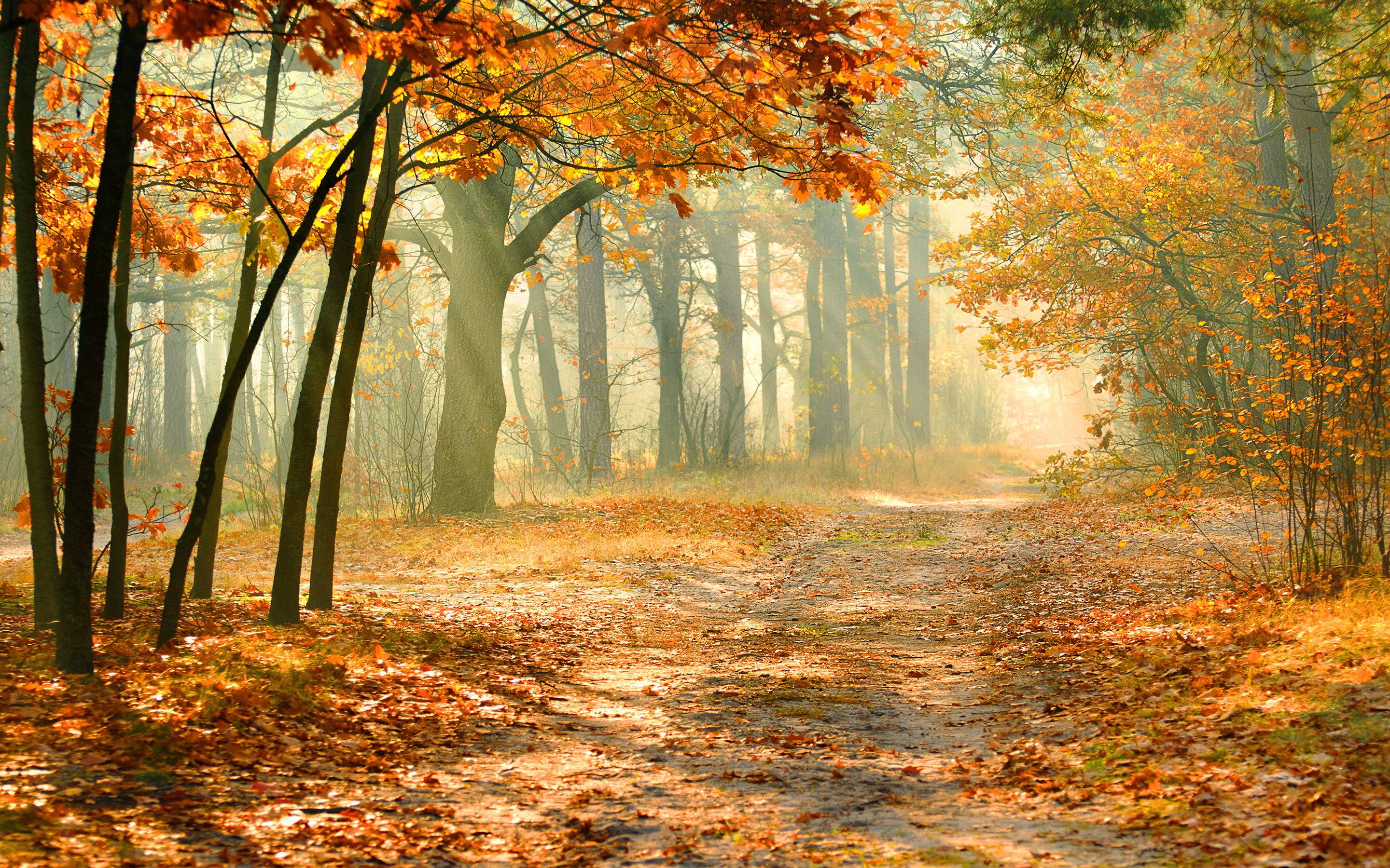 Awesome Autumn Forest Background Image Amazingpict